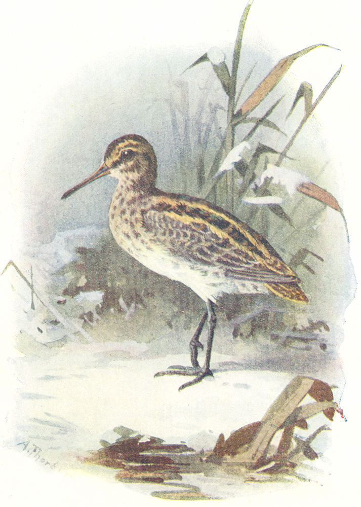 BIRDS. Jack Snipe  1901 old antique vintage print picture